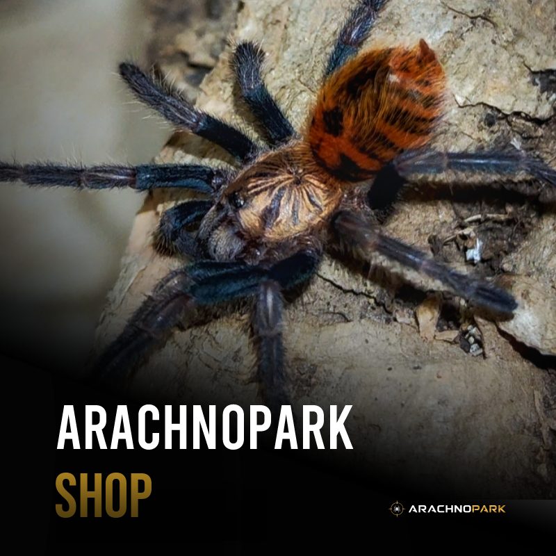 Arachnopark Shop